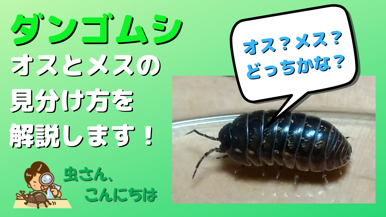 ダンゴムシのオスとメスを見分ける方法とは ダンゴムシの性別を見分ける3つの方法を画像で詳しく解説 ダンゴムシのオスとメスを見分ける方法とは ダンゴムシの性別を見分ける3つの方法を画像で詳しく解説