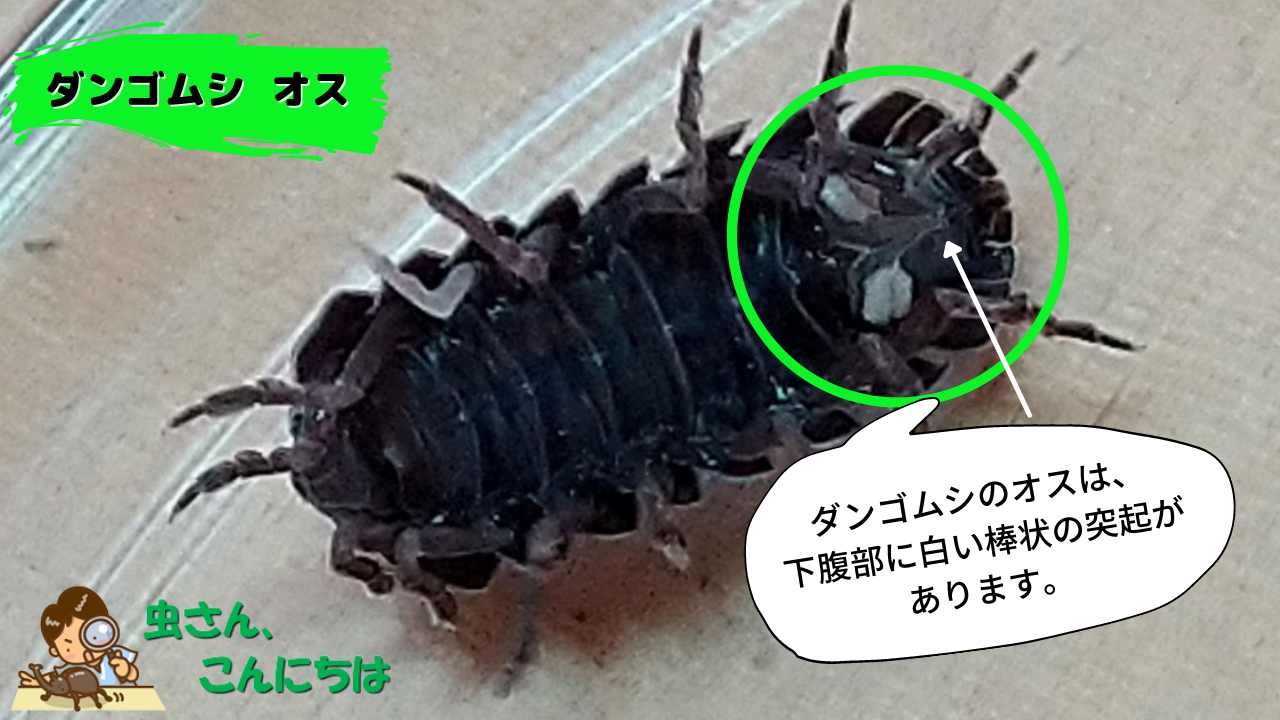 ダンゴムシのオスとメスを見分ける方法とは ダンゴムシの性別を見分ける3つの方法を画像で詳しく解説 ダンゴムシのオスとメスを見分ける方法とは ダンゴムシの性別を見分ける3つの方法を画像で詳しく解説