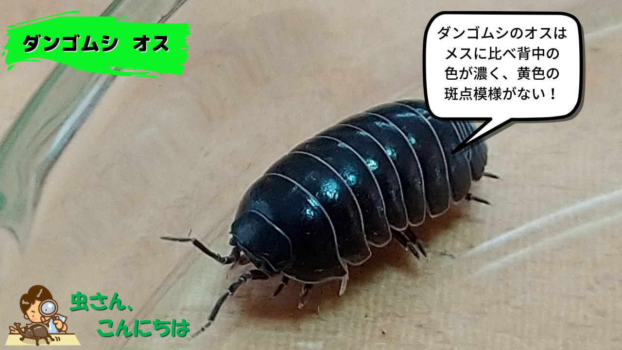 ダンゴムシのオスとメスを見分ける方法とは ダンゴムシの性別を見分ける3つの方法を画像で詳しく解説 ダンゴムシのオスとメスを見分ける方法とは ダンゴムシの性別を見分ける3つの方法を画像で詳しく解説