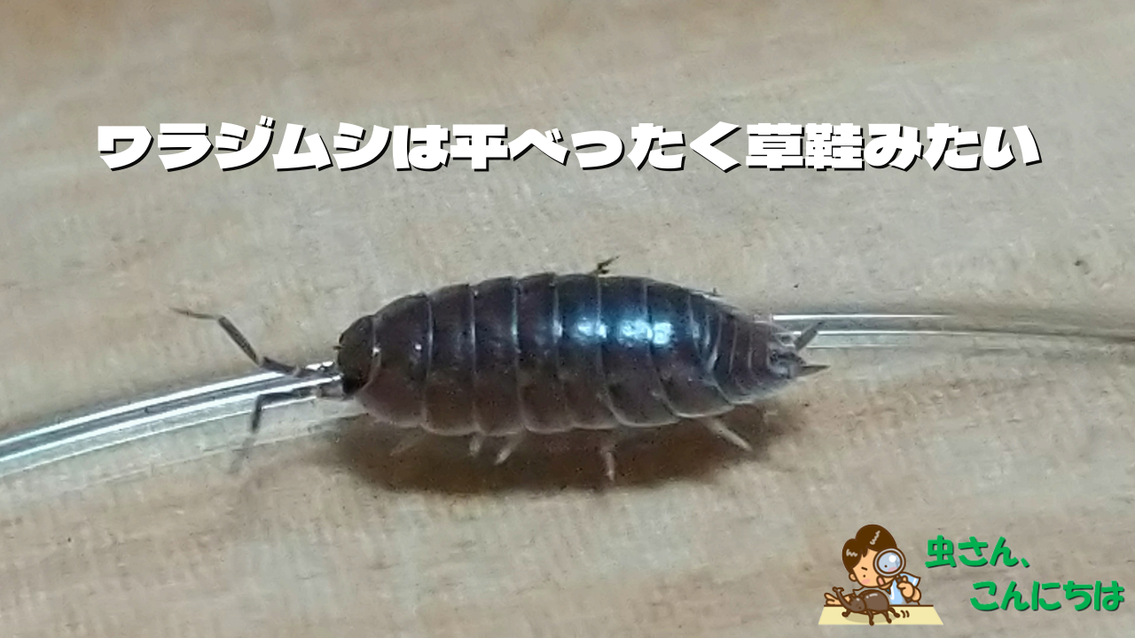 ダンゴムシとワラジムシの違いを画像で比較してみる 似ているけど実は異なる点がたくさん