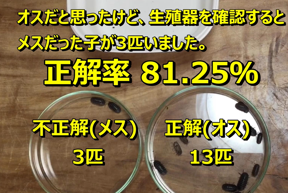 16匹のダンゴムシの生殖器を確認した結果