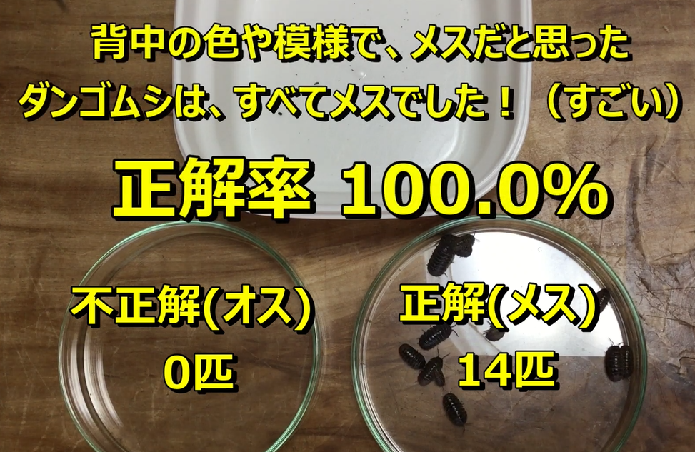 メスだと思われる14匹のダンゴムシの生殖器を確認した結果