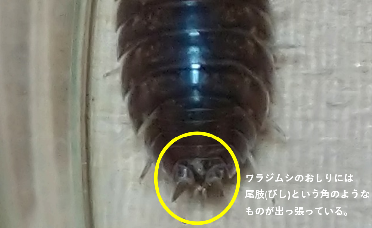 ワラジムシのおしりの尾肢の画像