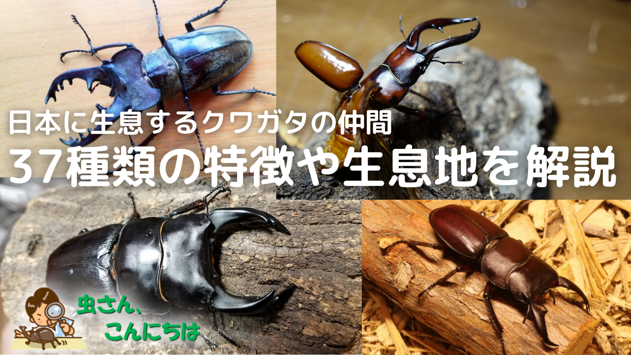 日本に生息しているクワガタの仲間たち３７種類の特徴や生息地を解説