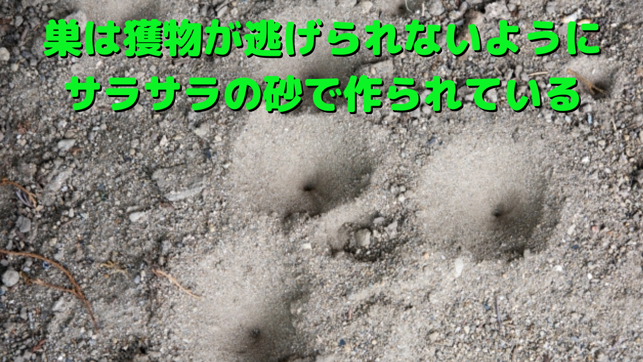 サラサラの砂で作られた蟻地獄の巣の画像