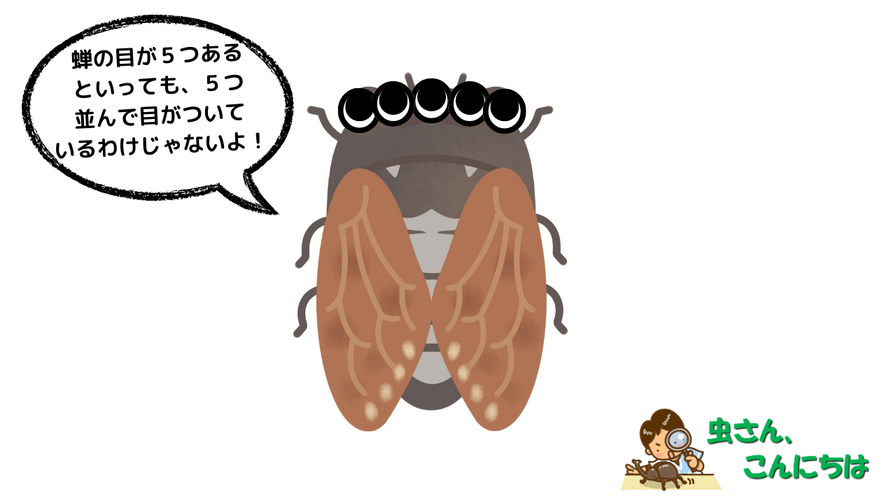 蝉の目は５つあるってホント 蝉の目の数とそれぞれの役割について解説