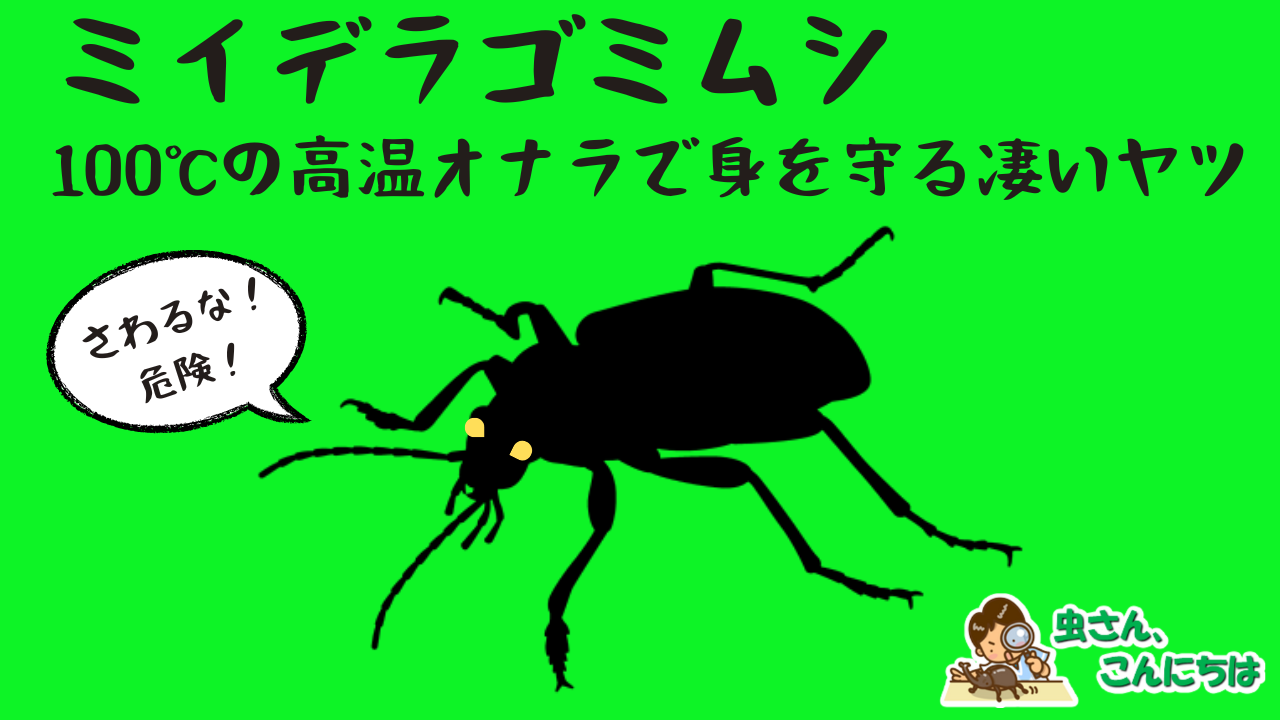 ミイデラゴミムシは100℃の高温オナラで外敵から身を守るスゴイ虫!