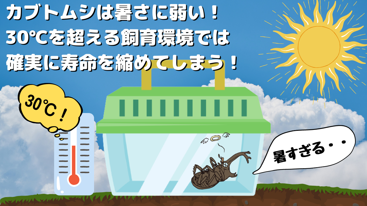 カブトムシの飼育温度が30℃を超えるとカブトムシの寿命を縮めてしまうイラスト