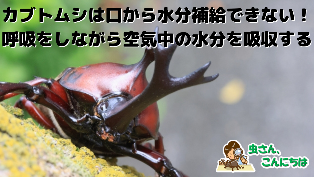 カブトムシを正面から見た画像