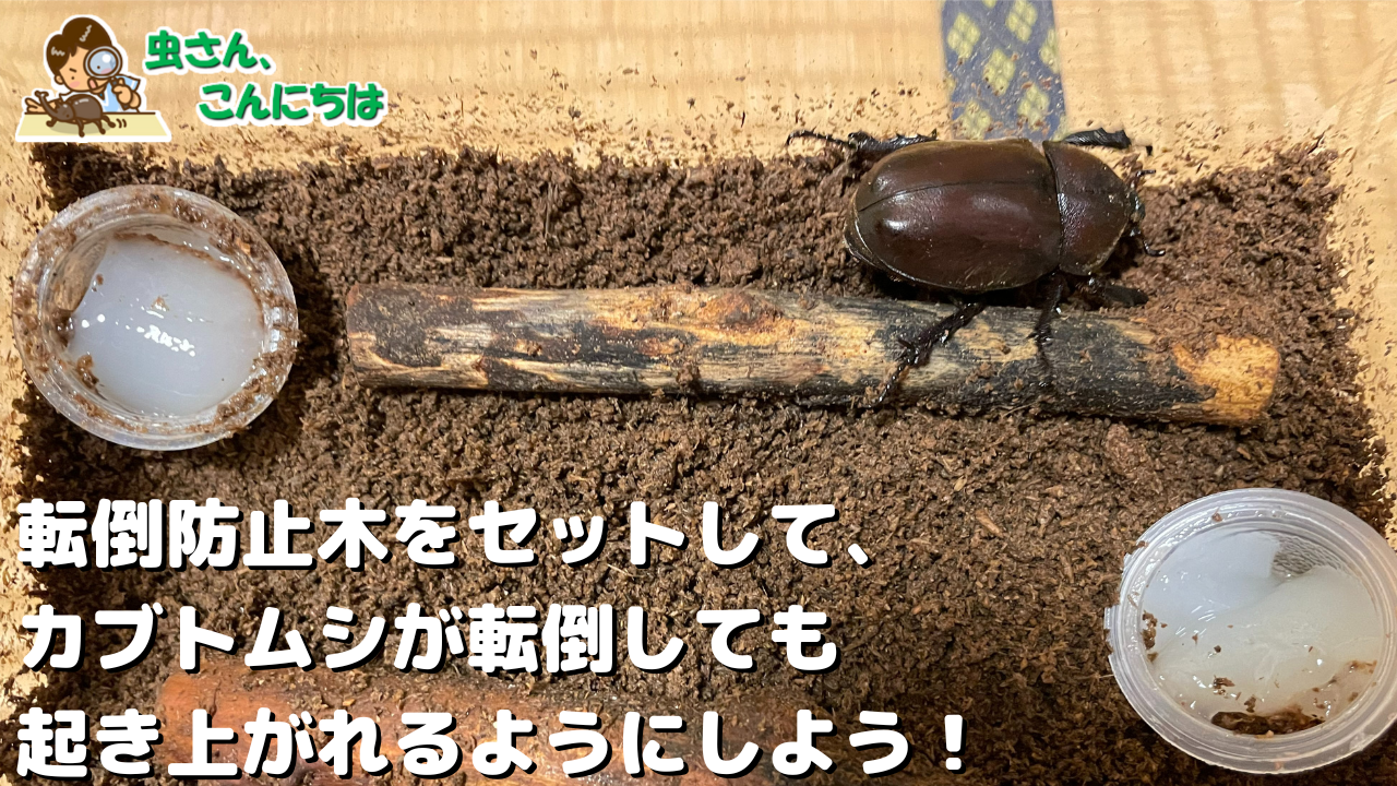 カブトムシの飼育ケース内に転倒防止木をセットしている画像