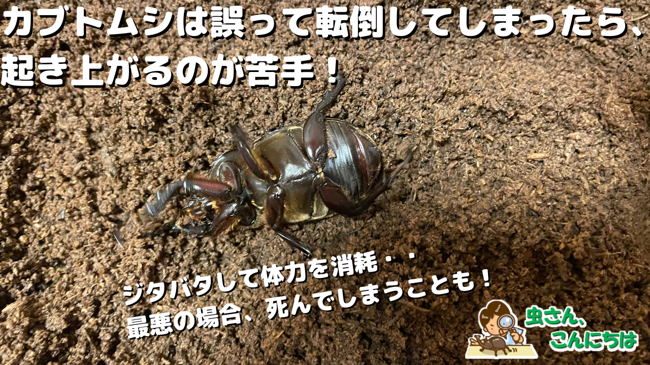 カブトムシが転倒して、ジタバタしている画像