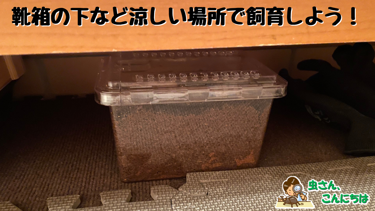 カブトムシの飼育ケースを靴箱の下などの涼しい場所に置いている画像