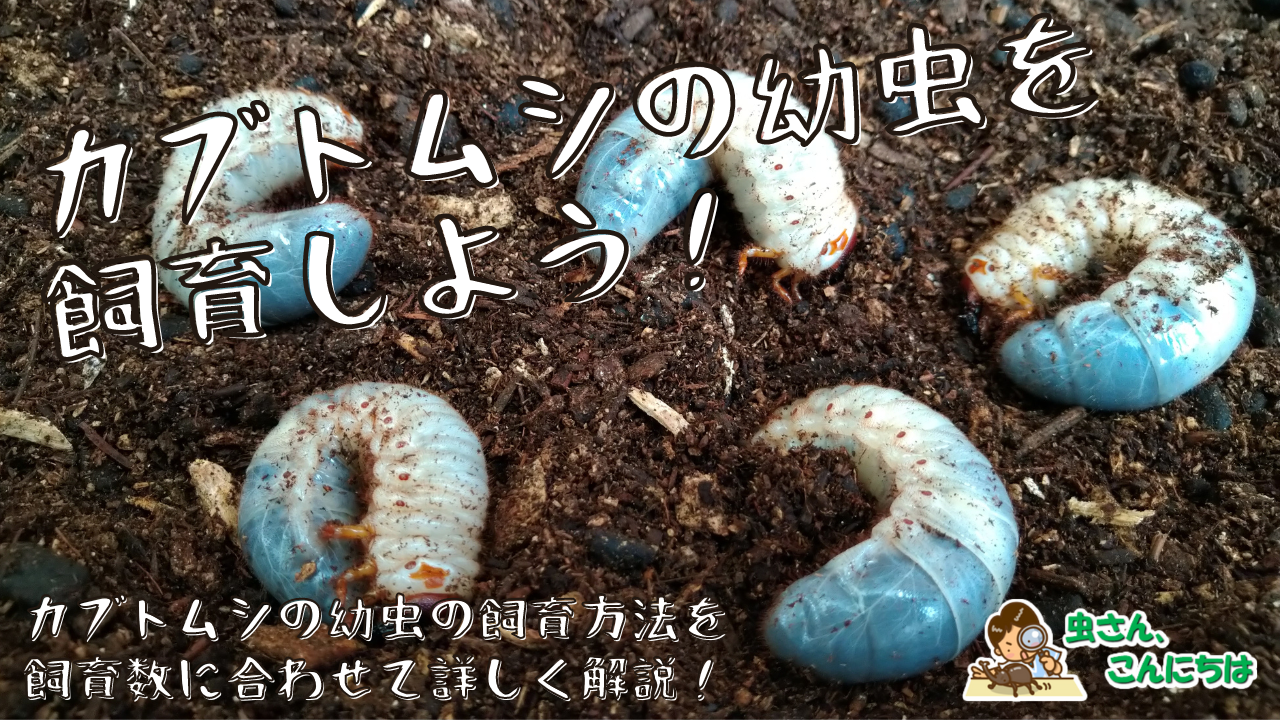 カブトムシの幼虫飼育方法 コストを掛けずにペットボトルでカブトムシ 