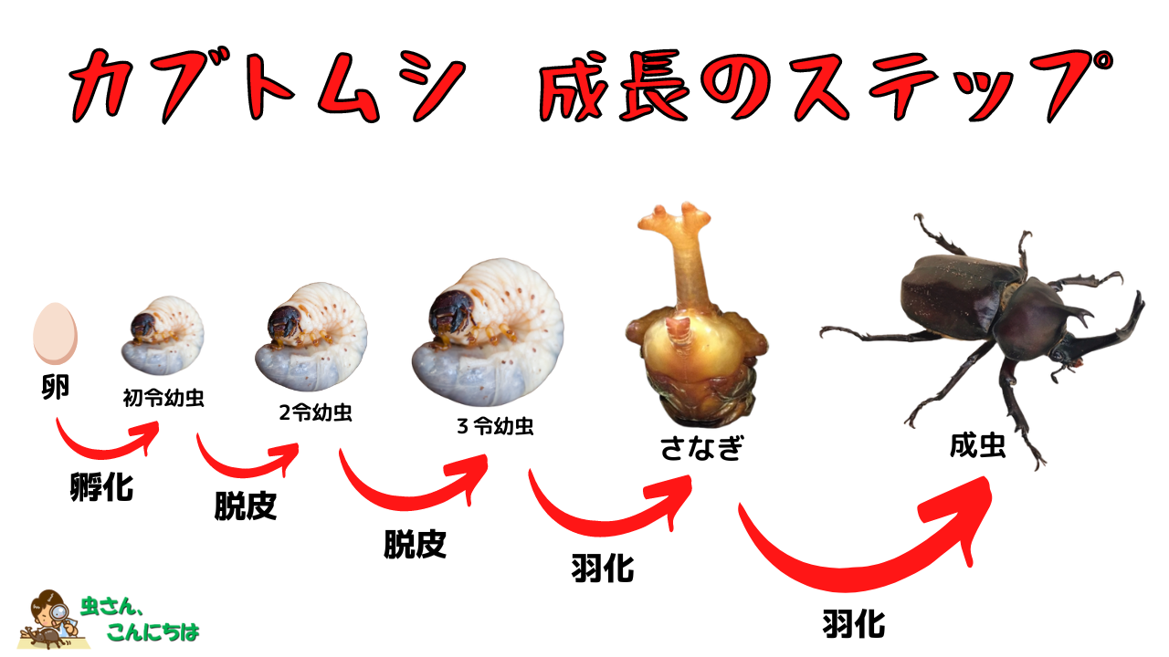 カブトムシ 幼虫 出 て くる