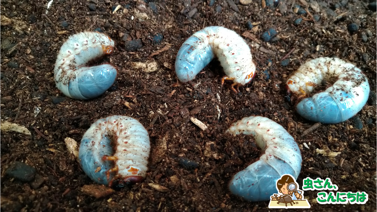 カブトムシの幼虫飼育方法 コストを掛けずにペットボトルでカブトムシ 