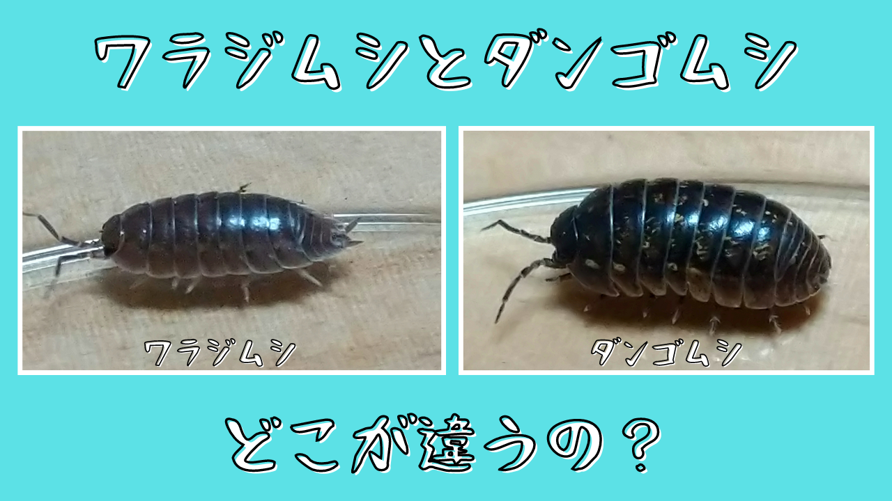ワラジムシって毒があるの?見た目が気持ち悪いワラジムシの毒性や生態について