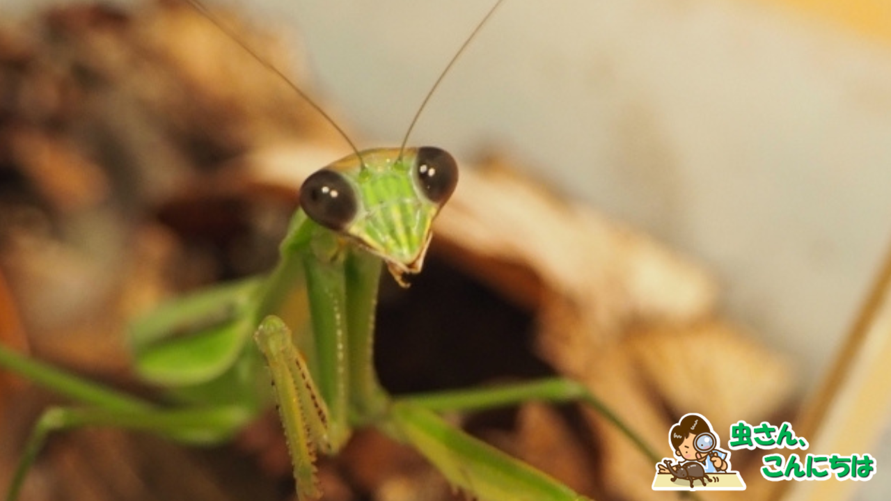 カマキリ の 目