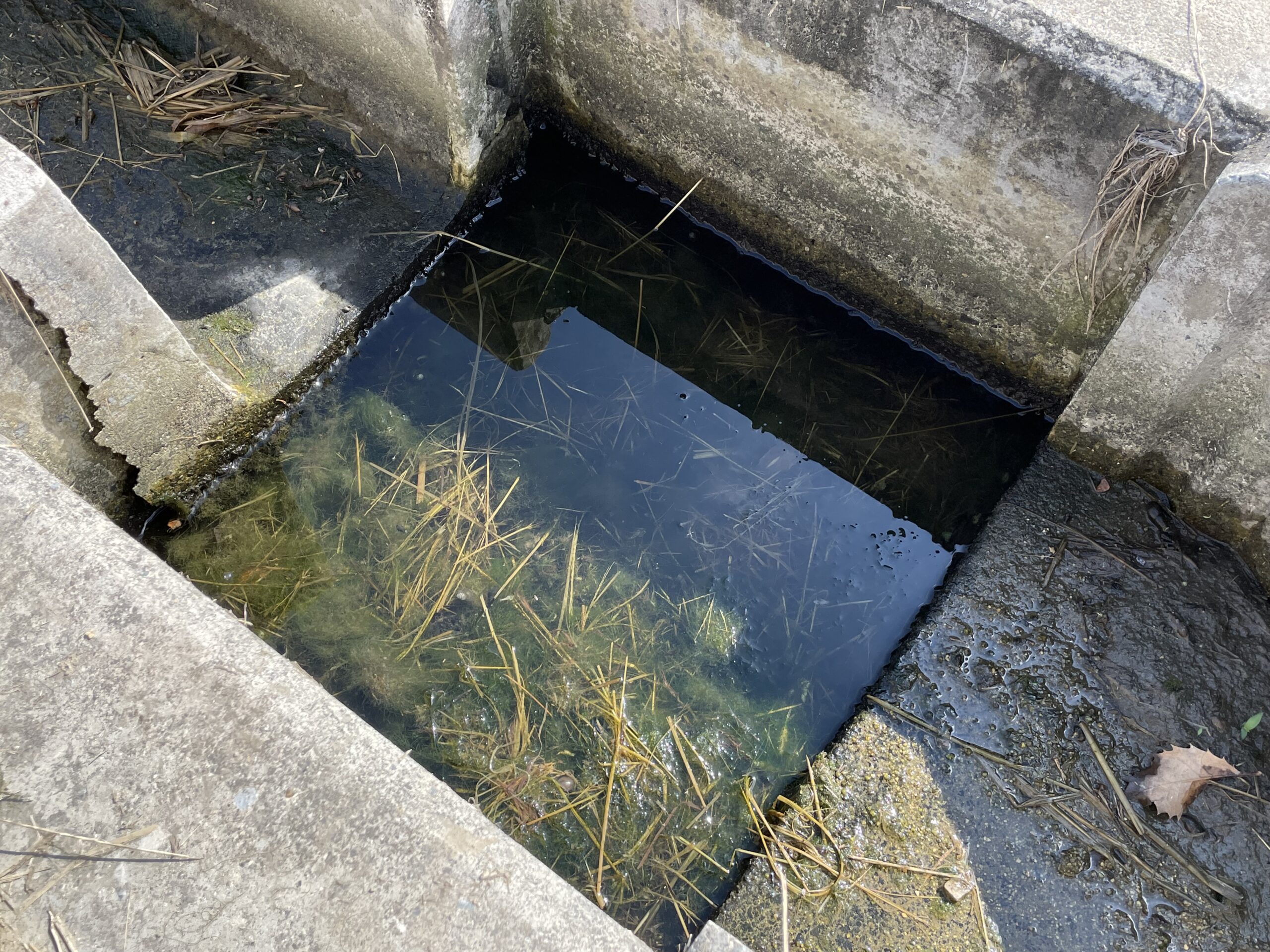 田んぼ横の水路の水たまり