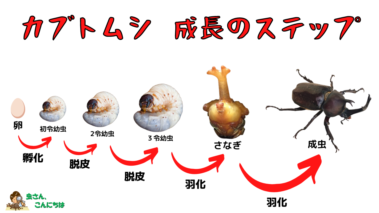 カブトムシの成長のステップ 卵から初令幼虫、２令幼虫、3令幼虫、蛹、成虫へと成長していく姿の図解