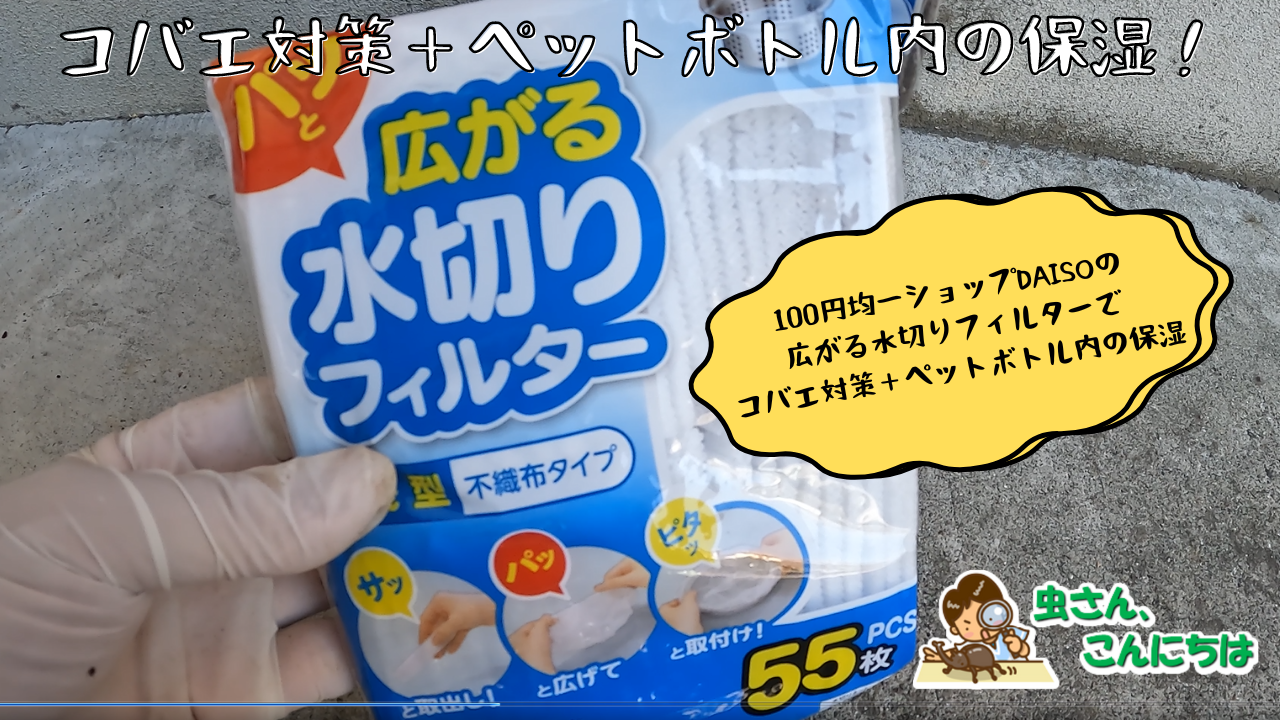 カブトムシの幼虫をペットボトル飼育する際にコバエ対策＋ペットボトル内の保湿アイテムとして使える100円均一ショップDAISOの広がる水切りフィルターの画像