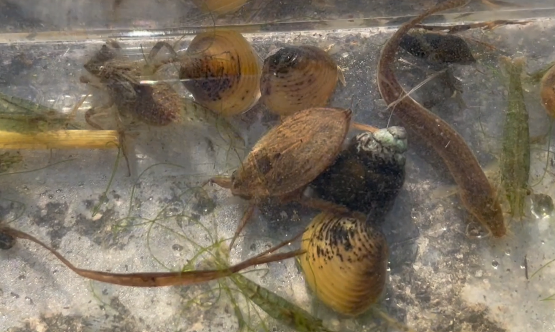 準絶滅危惧種の水生昆虫 コオイムシ