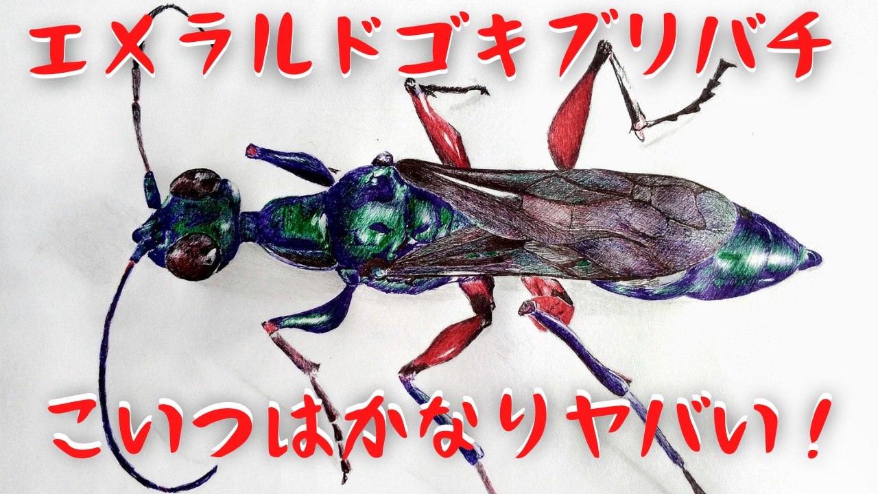 恐怖の寄生性昆虫エメラルドゴキブリバチ|ゴキブリに毒を注入して脳を乗っ取り自由自在に操るえげつないヤツ