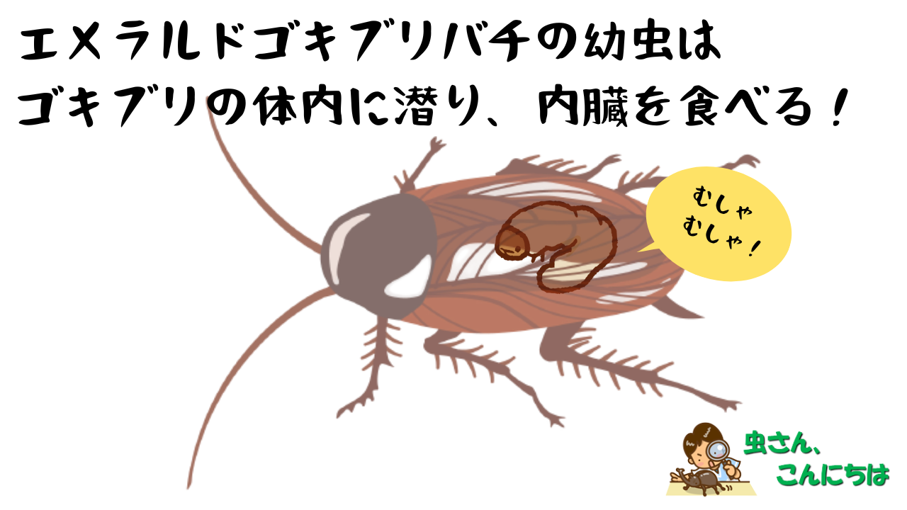 ゴキブリの体内に潜り内臓を食べるエメラルドゴキブリバチの幼虫