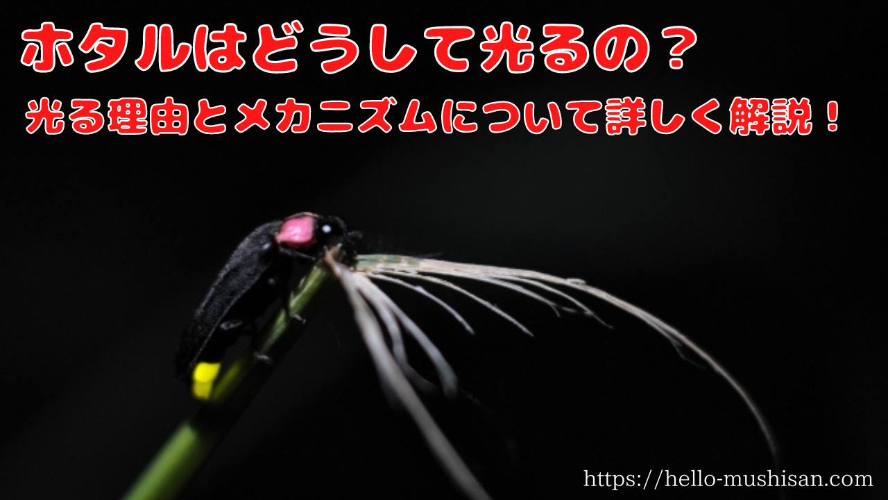 蛍 なぜ 光る