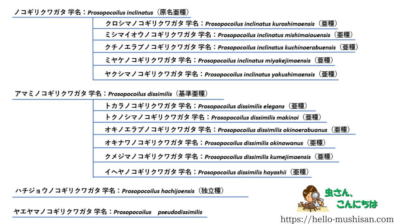 ノコギリクワガタの種類１５種を現した図