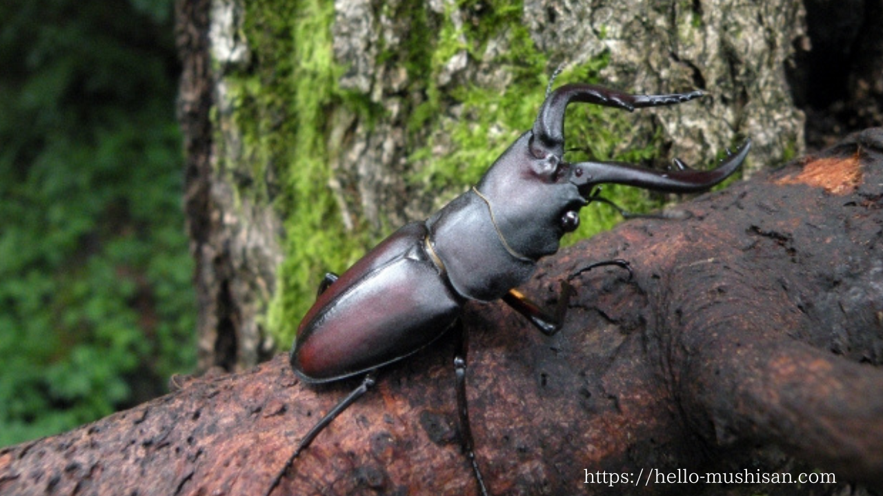 広葉樹の木にとまっている本土産ノコギリクワガタのオスの画像