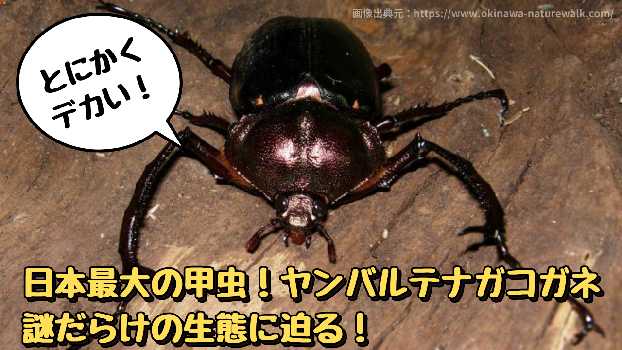日本最大の甲虫、ヤンバルテナガコガネの画像