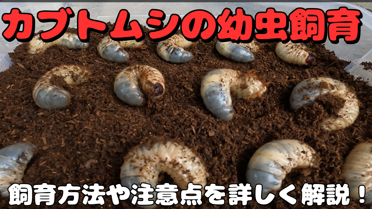 カブトムシ の 幼虫 の 育て 方