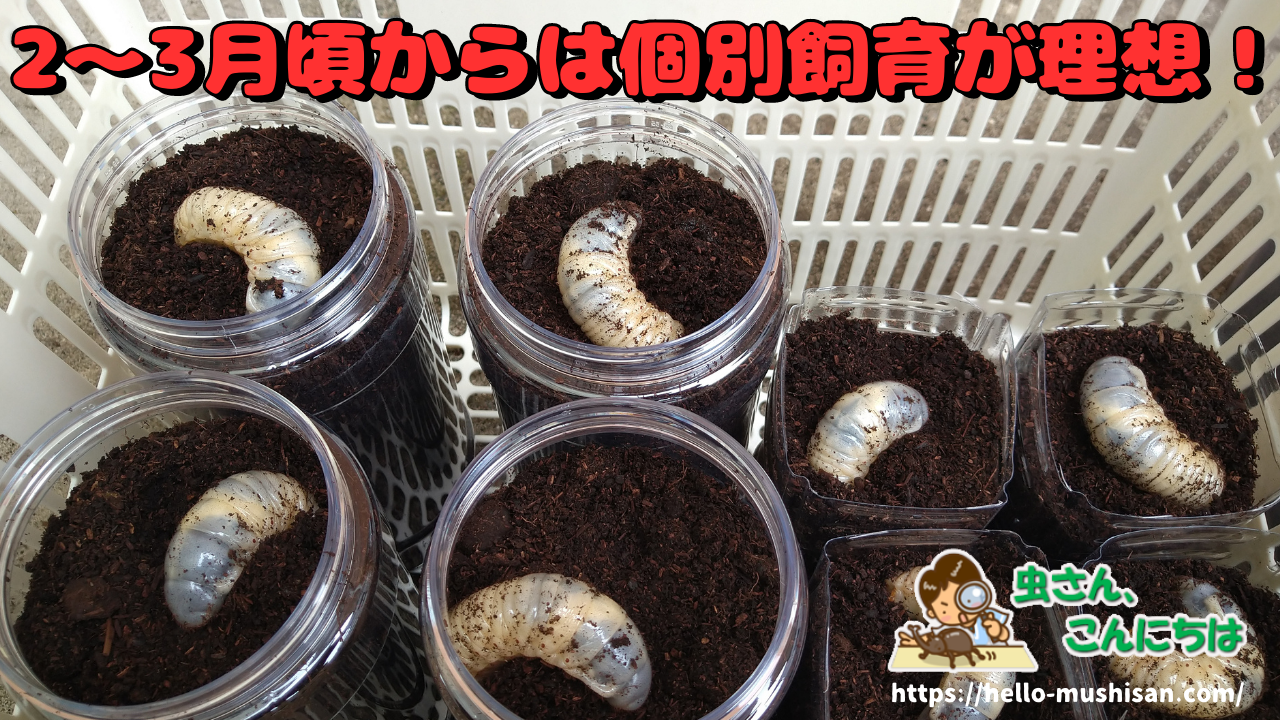 成虫・幼虫管理にいかがですが。 むしや本舗 国産 オオクワガタ 成虫 オスメスペア Lサイズ