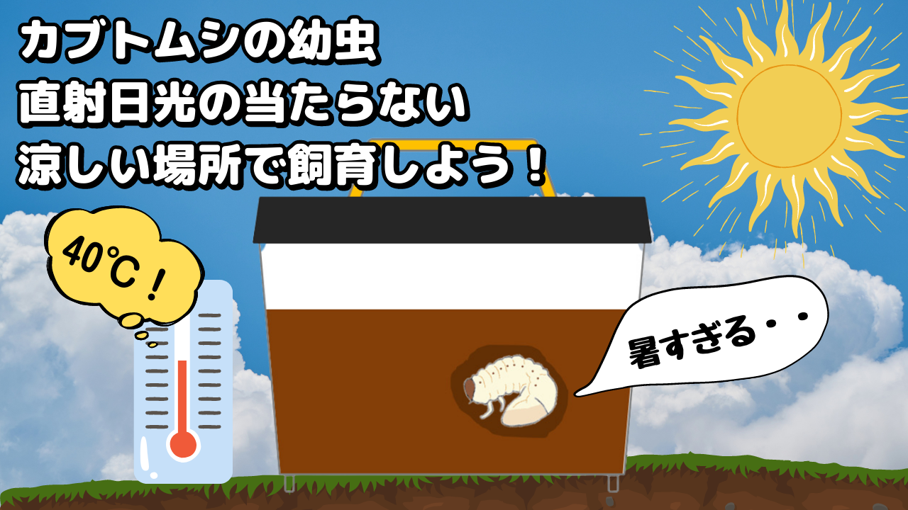 直射日光の当たる場所に置かれた、カブトムシの幼虫のイラスト