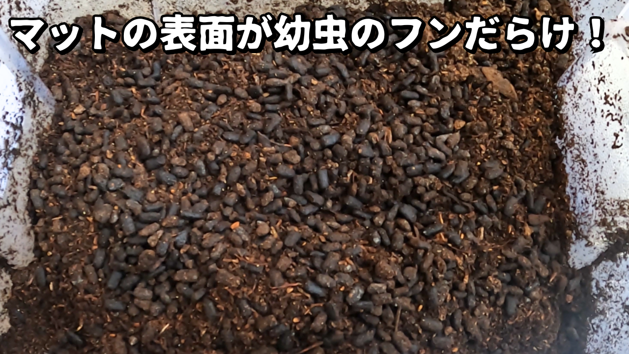 カブトムシ 幼虫 出 て くる