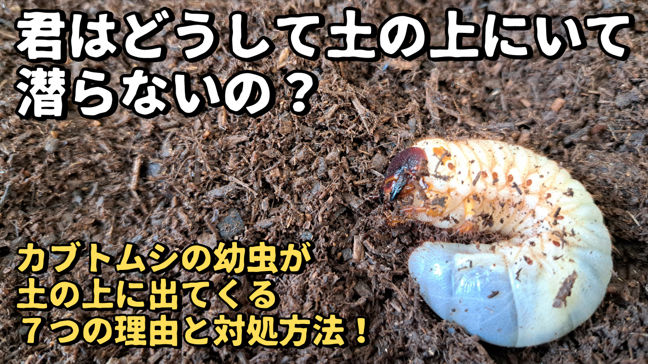カブトムシの幼虫が１匹だけ土の上に出てきている画像