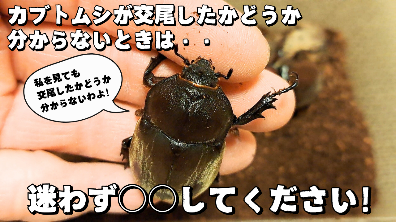 カブトムシのメスの画像