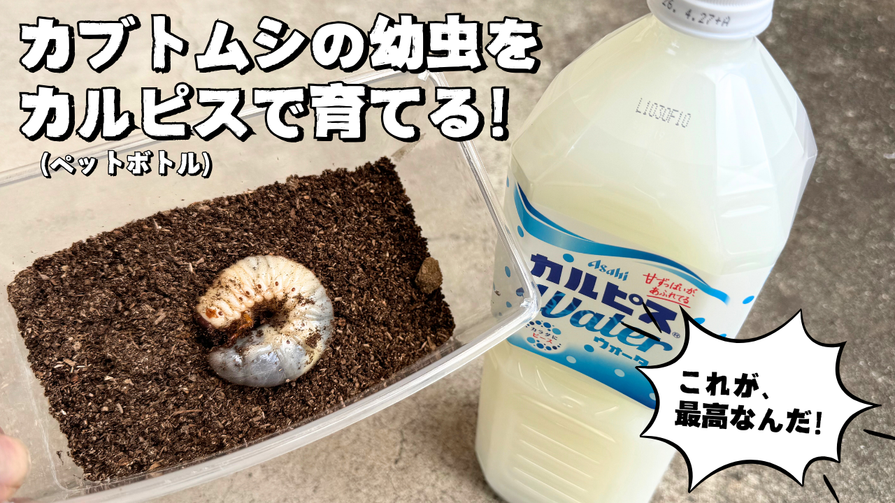 カブトムシ の 幼虫 の 育て 方