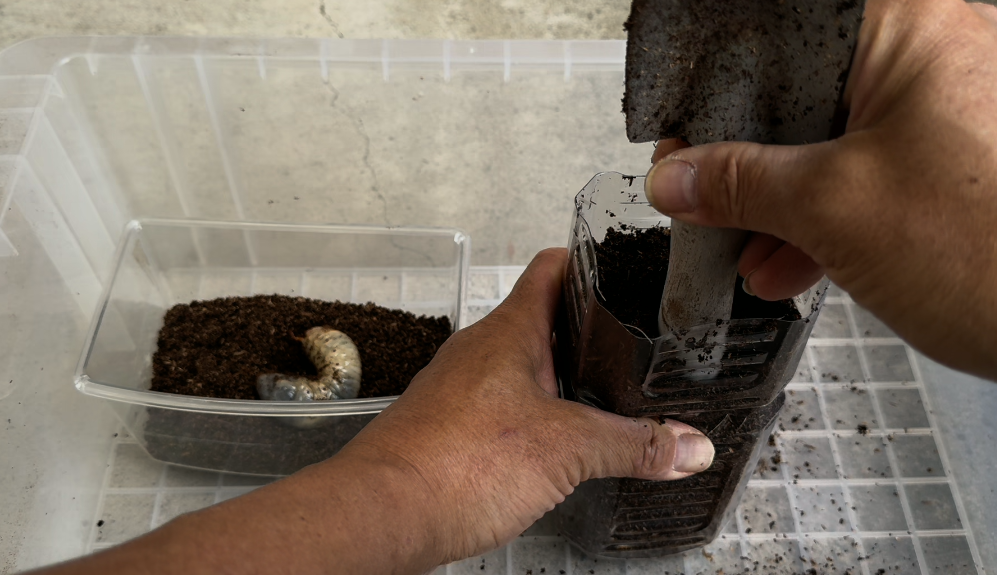 ペットボトルに入れたカブトムシの幼虫飼育用のマットを棒で押し固めている画像