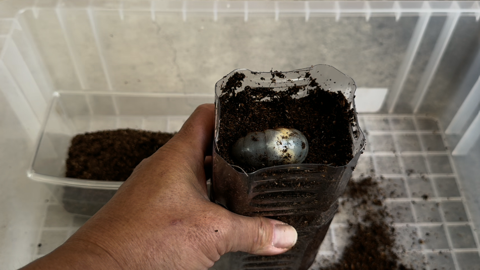 カブトムシの幼虫飼育用のマットを入れたペットボトルにカブトムシの幼虫を入れた画像