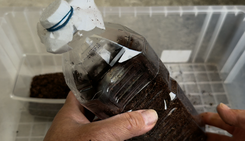 ペットボトルのフタをかぶせて完成したカブトムシの幼虫飼育環境