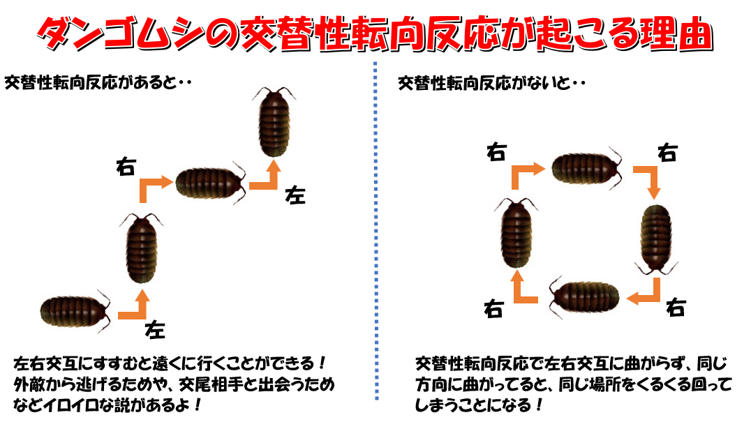 ダンゴムシの交替性転向反応が起こる理由の図解